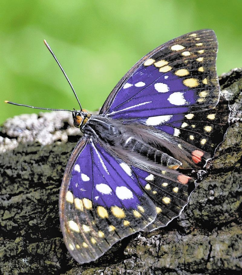 bướm Oomurasaki đực